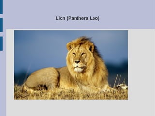 Lion (Panthera Leo)
 