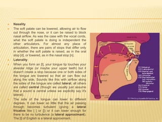    Nasality
   The soft palate can be lowered, allowing air to flow
    out through the nose, or it can be raised to block
    nasal airflow. As was the case with the vocal cords,
    what the soft palate is doing is independent the
    other articulators. For almost any place of
    articulation, there are pairs of stops that differ only
    in whether the soft palate is raised, as in the oral
    stop [d], or lowered, as in the nasal stop [n].
   Laterality
   When you form an [l], your tongue tip touches your
    alveolar ridge (or maybe your upper teeth) but it
    doesn't create a stop because one or both sides of
    the tongue are lowered so that air can flow out
    along the side. Sounds like this with airflow along
    the sides of the tongue are called lateral, all others
    are called central (though we usually just assume
    that a sound is central unless we explicitly say it's
    lateral).
   The side of the tongue can lower to different
    degrees. It can lower so little that the air passing
    through becomes turbulent (giving a lateral
    fricative like [ ] or []) or it can lower enough for
    there to be no turbulence (a lateral approximant).
    The [l] of English is a lateral approximant.
 