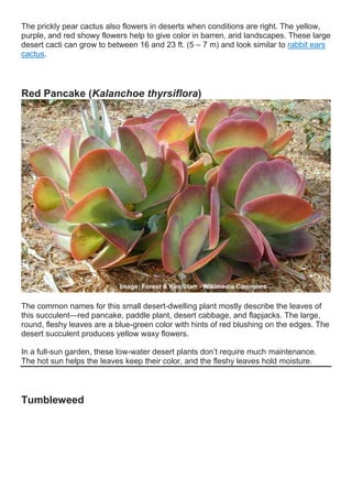 The prickly pear cactus also flowers in deserts when conditions are right. The yellow,
purple, and red showy flowers help to give color in barren, arid landscapes. These large
desert cacti can grow to between 16 and 23 ft. (5 – 7 m) and look similar to rabbit ears
cactus.
Red Pancake (Kalanchoe thyrsiflora)
The common names for this small desert-dwelling plant mostly describe the leaves of
this succulent—red pancake, paddle plant, desert cabbage, and flapjacks. The large,
round, fleshy leaves are a blue-green color with hints of red blushing on the edges. The
desert succulent produces yellow waxy flowers.
In a full-sun garden, these low-water desert plants don’t require much maintenance.
The hot sun helps the leaves keep their color, and the fleshy leaves hold moisture.
Tumbleweed
 
