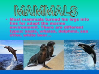 • Most mammals turned his legs into
fins for adapt the marine
environment. There are different
types: seals, whales, dolphins, sea
otter, white bear…
 
