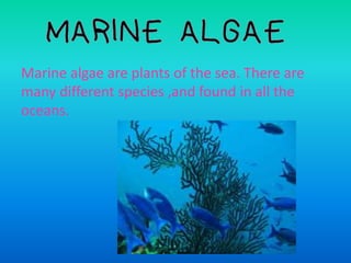 Marine algae are plants of the sea. There are
many different species ,and found in all the
oceans.
 