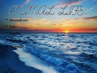 • Invertebrates
• Fish
• Reptiles
• Seabirds
• Mammals
 