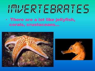 • There are a lot like jellyfish,
corals, crustaceans…
 