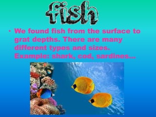 • We found fish from the surface to
grat depths. There are many
different types and sizes.
Example: shark, cod, sardines…
 