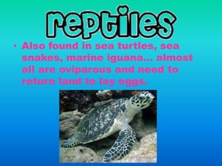 • Also found in sea turtles, sea
snakes, marine iguana… almost
all are oviparous and need to
return land to lay eggs.
 
