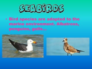 • Bird species are adapted to the
marine environment. Albatross,
penguins, gulls…
 