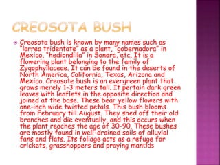  Creosota bush is known by many names such as
“larrea tridentate” as a plant, “gobernadora” in
Mexico, “hediondilla” in Sonora, etc. It is a
flowering plant belonging to the family of
Zygophyllaceae. It can be found in the deserts of
North America, California, Texas, Arizona and
Mexico. Creosote bush is an evergreen plant that
grows merely 1-3 meters tall. It pertain dark green
leaves with leaflets in the opposite direction and
joined at the base. These bear yellow flowers with
one-inch wide twisted petals. This bush blooms
from February till August. They shed off their old
branches and die eventually, and this occurs when
the plant reaches the age of 30-90. These bushes
are mostly found in well-drained soils of alluvial
fans and flats. Its foliage acts as a refuge for
crickets, grasshoppers and praying mantids
 