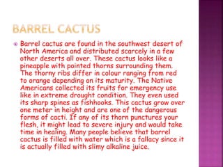 Barrel cactus are found in the southwest desert of
North America and distributed scarcely in a few
other deserts all over. These cactus looks like a
pineapple with pointed thorns surrounding them.
The thorny ribs differ in colour ranging from red
to orange depending on its maturity. The Native
Americans collected its fruits for emergency use
like in extreme drought condition. They even used
its sharp spines as fishhooks. This cactus grow over
one meter in height and are one of the dangerous
forms of cacti. If any of its thorn punctures your
flesh, it might lead to severe injury and would take
time in healing. Many people believe that barrel
cactus is filled with water which is a fallacy since it
is actually filled with slimy alkaline juice.
 