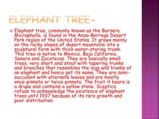  Elephant tree, commonly known as the Bursera
Microphylla, is found in the Anza-Borrego Desert
Park region of the United States. It grows mainly
on the rocky slopes of desert mountains into a
sculptural form with thick water-storing trunk.
This tree is native to Mexico, Baja California,
Sonora and Zacatecas. They are basically small
trees, very short and stout with tapering trunks
and branches that resembles the legs and trunks of
an elephant and hence got its name. They are semi-
succulent with alternate leaves and are mostly
once-pinnate or twice-pinnate. The fruit it bears is
a drupe and contains a yellow stone. Sceptics
refuse to acknowledge the existence of elephant
trees until 1937 because of its rare growth and
poor distribution.
 