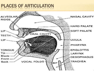 PLACES OF ARTICULATION
 