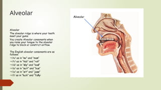 English phonetics, talking about English speaking | PPTX