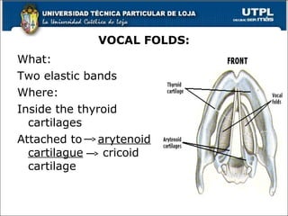 VOCAL FOLDS:
What:
Two elastic bands
Where:
Inside the thyroid
cartilages
Attached to arytenoid
cartilague cricoid
cartilage
10
 