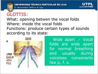 GLOTTIS:
What: opening betwen the vocal folds
Where: inside the vocal folds
Functions: produce certain types of sounds
according to its state:
11
Wide apart .- Vocal
folds are wide apart
for normal breathing
and usually during
voiceless consonants
like p, f, s.
 
