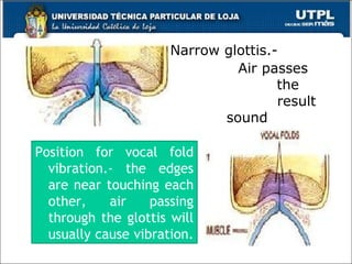 Narrow glottis.-
Air passes
through the
glottis and the result
is a fricative sound
12
Position for vocal fold
vibration.- the edges
are near touching each
other, air passing
through the glottis will
usually cause vibration.
 