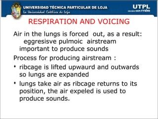 RESPIRATION AND VOICING
Air in the lungs is forced out, as a result:
eggresisve pulmoic airstream
important to produce sounds
Process for producing airstream :
 ribcage is lifted upwaurd and outwards
so lungs are expanded
 lungs take air as ribcage returns to its
position, the air expeled is used to
produce sounds.
14
 