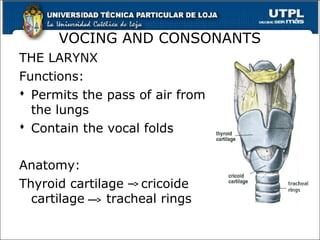 VOCING AND CONSONANTS
THE LARYNX
Functions:
 Permits the pass of air from
the lungs
 Contain the vocal folds
Anatomy:
Thyroid cartilage cricoide
cartilage tracheal rings
9
 