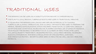 TRADITIONAL USES
• THE BERRIES CAN BE USED AS A SUBSTITUTE FOR RENNET IN CHEESEMAKING.
• THE PLANT'S LONG, BROWN, TUBEROUS ROOTS ARE USED IN TRADITIONAL MEDICINE.
• IN AYURVEDA THE BERRIES AND LEAVES ARE APPLIED EXTERNALLY TO TUMORS,
TUBERCULAR GLANDS, CARBUNCLES, AND ULCERS. THE ROOTS ARE USED TO PREPARE THE
HERBAL REMEDYASHWAGANDHA, WHICH HAS BEEN TRADITIONALLY USED FOR VARIOUS
SYMPTOMS AND CONDITIONS. DOUBLE-BLIND, PLACEBO-CONTROLLED STUDIES ON HUMANS
HAVE FOUND THE REMEDY TO BE EFFECTIVE AT A NUMBER OF HEALTH-RELATED USES,
INCLUDING ANXIETY TREATMENT, NEUROPROTECTION, LONG-TERM MEMORY, ANAEROBIC
RUNNING ENDURANCE, AND BODILY REGULATION OF CHOLESTEROL, CORTISOL,
AND CREACTIVE PROTEIN. BENEFITS WERE SEEN IN HEALTHY AS WELL AS NON-HEALTHY
PATIENTS.
 