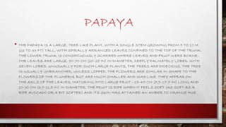 PAPAYA
• THE PAPAYA IS A LARGE, TREE-LIKE PLANT, WITH A SINGLE STEM GROWING FROM 5 TO 10 M
(16 TO 33 FT) TALL, WITH SPIRALLY ARRANGED LEAVES CONFINED TO THE TOP OF THE TRUNK.
THE LOWER TRUNK IS CONSPICUOUSLY SCARRED WHERE LEAVES AND FRUIT WERE BORNE.
THE LEAVES ARE LARGE, 50–70 CM (20–28 IN) IN DIAMETER, DEEPLY PALMATELY LOBED, WITH
SEVEN LOBES. UNUSUALLY FOR SUCH LARGE PLANTS, THE TREES ARE DIOECIOUS. THE TREE
IS USUALLY UNBRANCHED, UNLESS LOPPED. THE FLOWERS ARE SIMILAR IN SHAPE TO THE
FLOWERS OF THE PLUMERIA, BUT ARE MUCH SMALLER AND WAX-LIKE. THEY APPEAR ON
THE AXILS OF THE LEAVES, MATURING INTO LARGE FRUIT - 15–45 CM (5.9–17.7 IN) LONG AND
10–30 CM (3.9–11.8 IN) IN DIAMETER. THE FRUIT IS RIPE WHEN IT FEELS SOFT (AS SOFT AS A
RIPE AVOCADO OR A BIT SOFTER) AND ITS SKIN HAS ATTAINED AN AMBER TO ORANGE HUE.
 