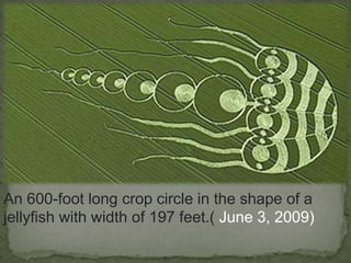An 600-foot long crop circle in the shape of a
jellyfish with width of 197 feet.( June 3, 2009)
 