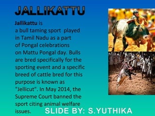 Jallikattu is
a bull taming sport played
in Tamil Nadu as a part
of Pongal celebrations
on Mattu Pongal day. Bulls
are bred specifically for the
sporting event and a specific
breed of cattle bred for this
purpose is known as
"Jellicut". In May 2014, the
Supreme Court banned the
sport citing animal welfare
issues.
 