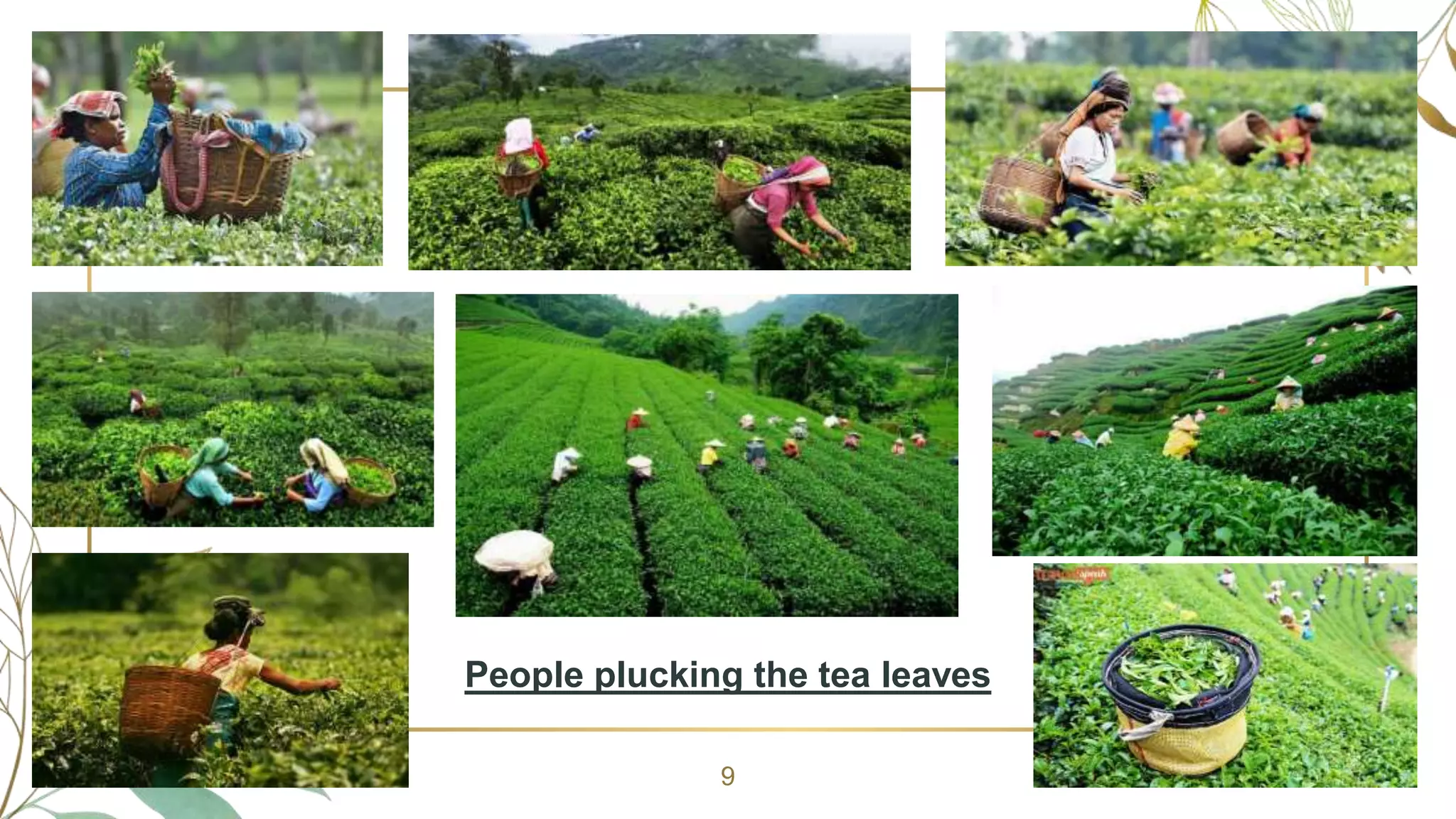 Tea From Assam | Glimpses Of India | CBSE Class 10 | English PPT ...