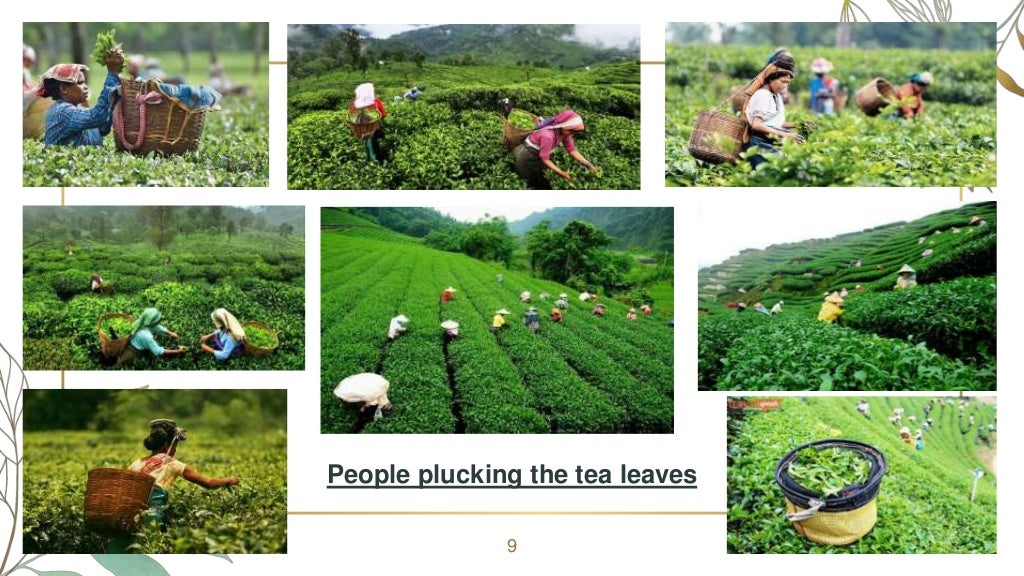 Tea From Assam Glimpses Of India CBSE Class 10 English PPT Pr…
