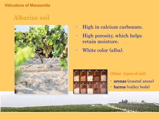 THE CONSEJO REGULADORAndalusian GovernmentPresident18 CounselorsVines      Exportators(6)                   (8)Coop. Comp. Stockists(3)                   (1)