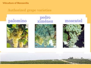 4.- VITICULTURE OF MANZANILLA