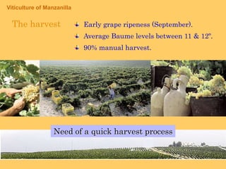 Viticulture of ManzanillaTHE WEATHER300 sunnydays per year.
