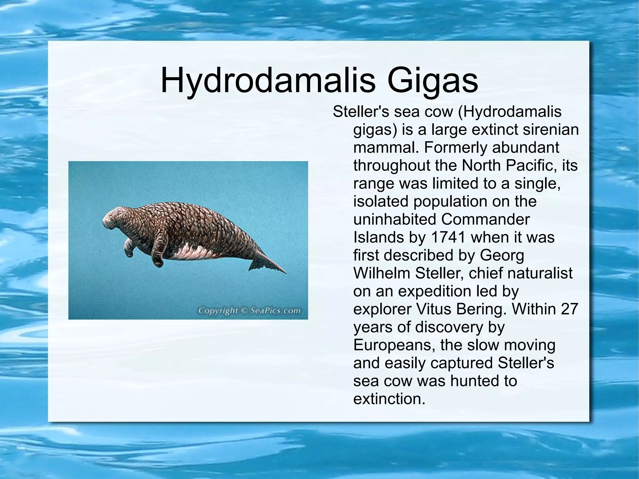 Steller'S Sea Cow: The Mystery Of The Lost Mega Manatee - 2wqu9rl