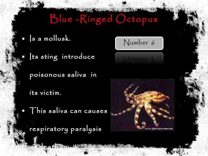 Top 10 Poisonous Animals