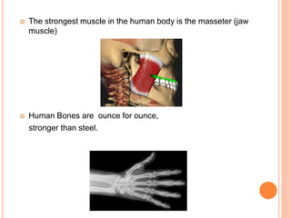 The strongest muscle in the human body is the masseter (jaw
muscle)
 Human Bones are ounce for ounce,
stronger than steel.
 