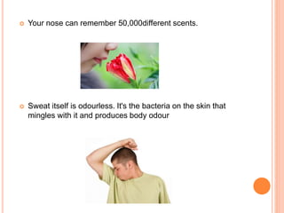  Your nose can remember 50,000different scents.
 Sweat itself is odourless. It's the bacteria on the skin that
mingles with it and produces body odour
 