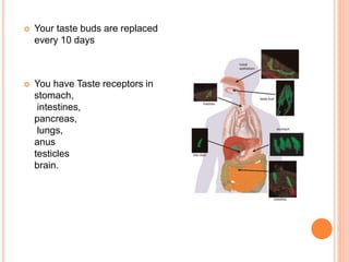  Your taste buds are replaced
every 10 days
 You have Taste receptors in
stomach,
intestines,
pancreas,
lungs,
anus
testicles
brain.
 