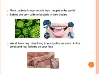  More bacteria in your mouth than people in the world
 Babies are born with no bacteria in their bodies
 We all have tiny mites living in our eyelashes even in the
pores and hair follicles on your face
 