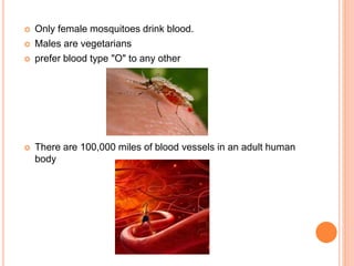  Only female mosquitoes drink blood.
 Males are vegetarians
 prefer blood type "O" to any other
 There are 100,000 miles of blood vessels in an adult human
body
 