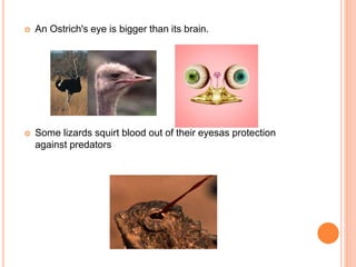  An Ostrich's eye is bigger than its brain.
 Some lizards squirt blood out of their eyesas protection
against predators
 