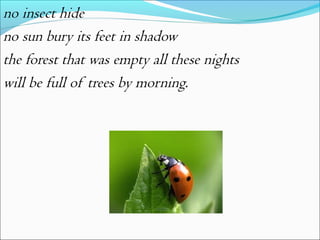 no insect hide
no sun bury its feet in shadow
the forest that was empty all these nights
will be full of trees by morning.

 
