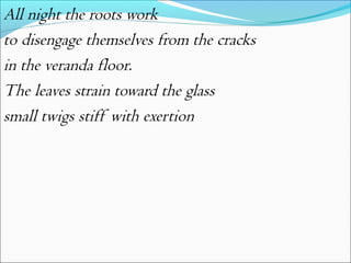 All night the roots work
to disengage themselves from the cracks
in the veranda floor.
The leaves strain toward the glass
small twigs stiff with exertion

 