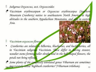  Subgenus Oxycoccus, sect. Oxycoccoides
 Vaccinium erythrocarpum or Oxycoccus erythrocarpus (Southern
Mountain Cranberry) native to southeastern North America at high
altitudes in the southern Appalachian Mountains, and also in eastern
Asia.

 Vaccinium oxycoccos flowers
• Cranberries are related to bilberries, blueberries, and huckleberries, all
in Vaccinium subgenus Vaccinium. These differ in having stouter,
woodier stems forming taller shrubs, and in the bell-shaped flowers, the
petals not being reflexed.
 Some plants of the completely unrelated genus Viburnum are sometimes
inaccurately called "highbush cranberries" (Viburnum trilobum).
02/17/14
11

 