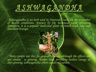 Ashwagandha is an herb used in Ayurvedic medicine for a number
of health conditions. Known by the botanical name withania
somnifera, it is a popular medicinal plant in South East Asia and
Southern Europe.

Many people use this for general vitality, although the effects are
not similar to ginseng. Rather than providing restless energy as
does ginseng, ashwagandha often causes relaxation.

 
