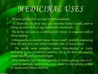  All parts of the plant are used in herbal medicine.
 In Ayurveda, the fresh roots are sometimes boiled in milk, prior to
drying, in order to leach out undesirable constituents.
 The berries are used as a substitute for rennet, to coagulate milk in
cheese making.
 Ashwagandha in Sanskrit means "horse's smell", probably originating
from the odor of its root which resembles that of sweaty horse.

The species name somnifera means "sleep-bearing" in Latin,
indicating it was considered a sedative, but it has been also used for
sexual vitality and as an adaptogen.
 Some herbalists refer to ashwagandha as Indian ginseng, since it is
used in ayurvedic medicine in a way similar to that ginseng is used
in traditional Chinese medicine.
02/17/14
6

 