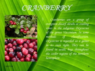 

02/17/14

Cranberries are a group of
evergreen dwarf shrubs or trailing
vines in the subgenus Oxycoccus
of the genus Vaccinium. In some
methods
of
classification,
Oxycoccus is regarded as a genus
in its own right. They can be
found in acidic bogs throughout
the cooler regions of the northern
hemisphere.
9

 