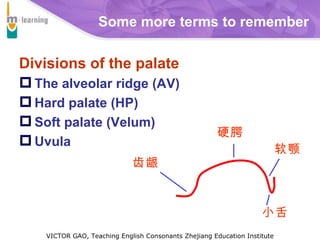 Velar Ridge English Pronunciation Speech Organs | PPT