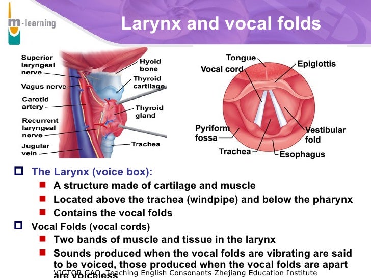English Pronunciation Speech Organs