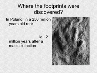 Where the footprints were discovered? In Poland, in a 250 million years old rock  ie : 2 million years after a mass extinction  