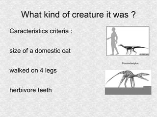 What kind of creature it was ? Caracteristics criteria : size of a domestic cat 