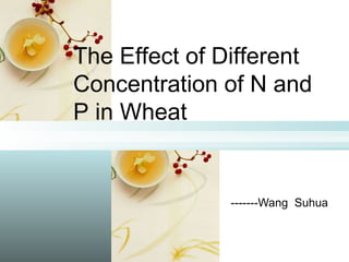 -------Wang  Suhua The Effect of Different Concentration of N and P in Wheat 