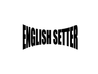 ENGLISH SETTER 
