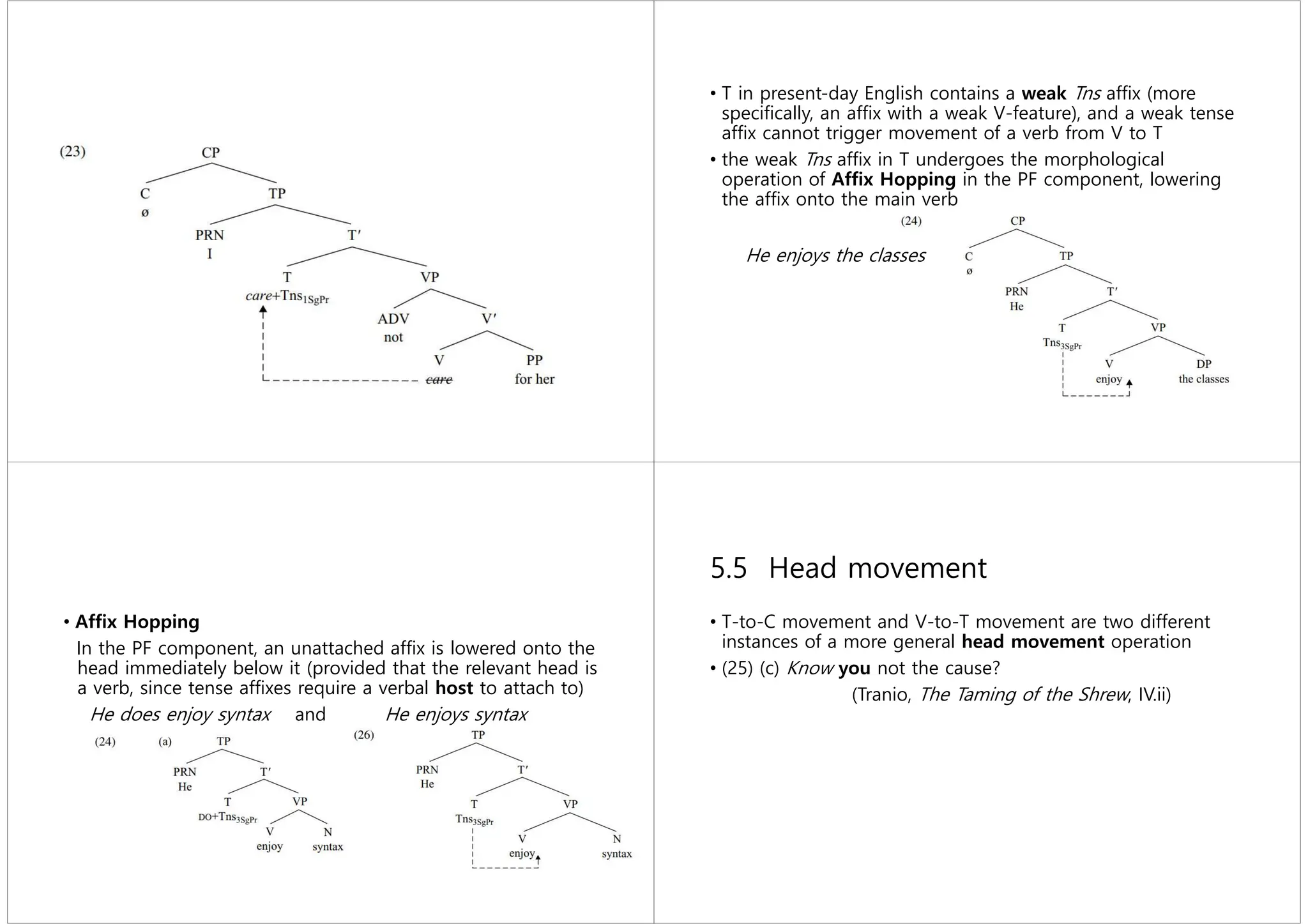 • T in present-day English contains a weak Tns afﬁx (more
speciﬁcally, an afﬁx with a weak V-feature), and a weak tense
afﬁx cannot trigger movement of a verb from V to T
• the weak Tns afﬁx in T undergoes the morphological
operation of Afﬁx Hopping in the PF component, lowering
the afﬁx onto the main verb
He enjoys the classes
• Afﬁx Hopping
In the PF component, an unattached afﬁx is lowered onto the
head immediately below it (provided that the relevant head is
a verb, since tense afﬁxes require a verbal host to attach to)
He does enjoy syntax and He enjoys syntax
5.5 Head movement
• T-to-C movement and V-to-T movement are two different
instances of a more general head movement operation
• (25) (c) Know you not the cause?
(Tranio, The Taming of the Shrew, IV.ii)
 